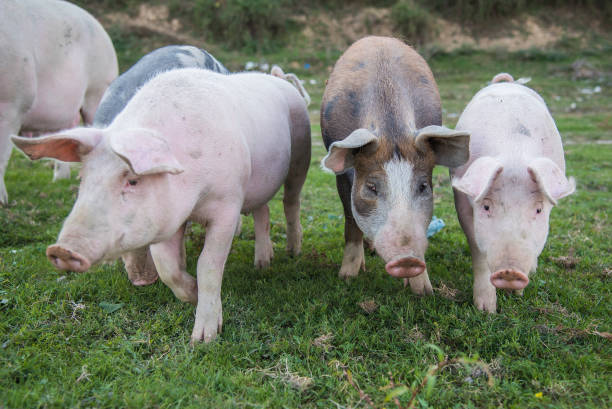 istock Pigs playing in the field 1277316663