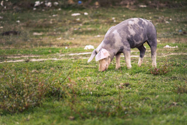 istock Pig playing in the grassy field 1277316686
