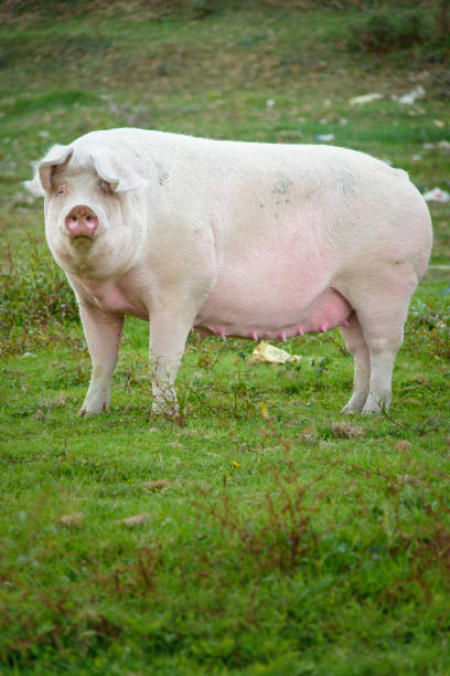 istock Pig playing in the grassy field 1277316704