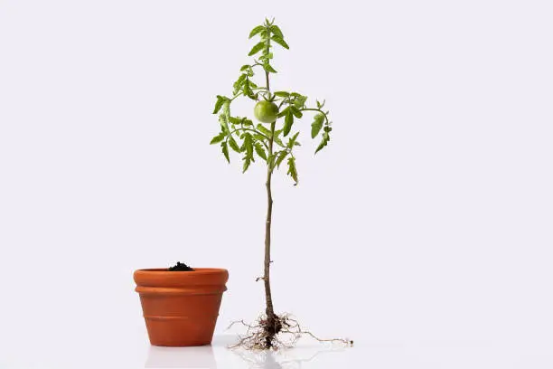 Photo of tomato plant with roots and a flower pot w/ soil. flowering and fruiting plant with unripe a green tomato and root system.