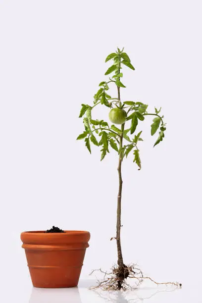 Photo of tomato plant with roots and a flower pot w/ soil. flowering and fruiting plant with unripe a green tomato and root system.