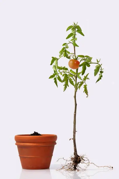 Photo of tomato plant with roots and a flower pot w/ soil. flowering and fruiting plant with a ripe red tomato and root system. studio close up isolated