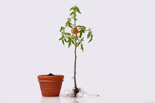 Photo of tomato plant with roots and a flower pot w/ soil. flowering and fruiting plant with a ripe red tomato and root system. studio close up isolated