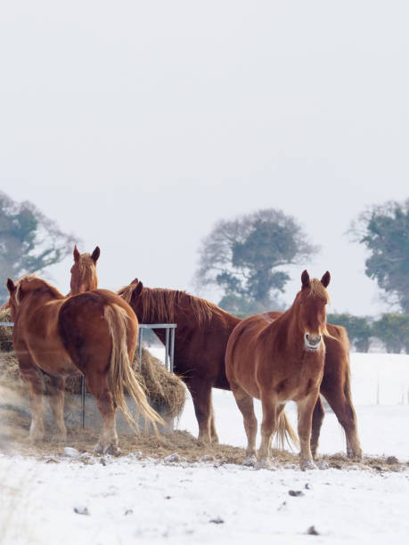 istock Horses in the Snow 1277319107