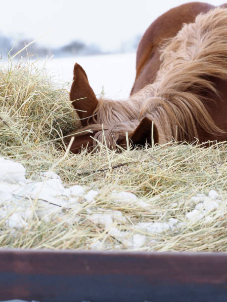 istock Horse In The Snow 1277319113