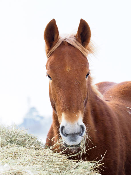 istock Horse In The Snow 1277319120