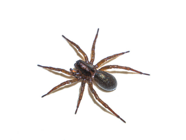 Spider Tegenaria domestica in front of a white background. Spider Tegenaria domestica in front of a white background. House spider. Predatory insect. Cobweb Tegenaria domestica. Animals are apiaries. Hunter. The world of nature. Place for your text. Phobia stock pictures, royalty-free photos & images