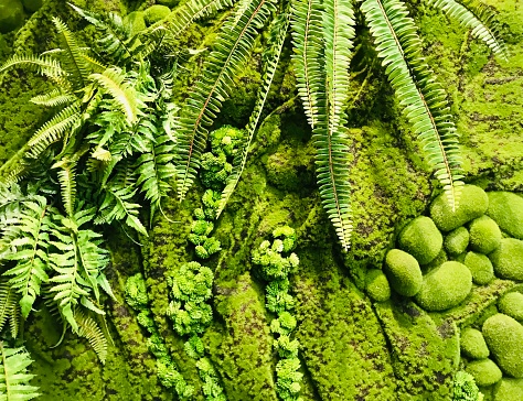 Green wall plants indoor ideas