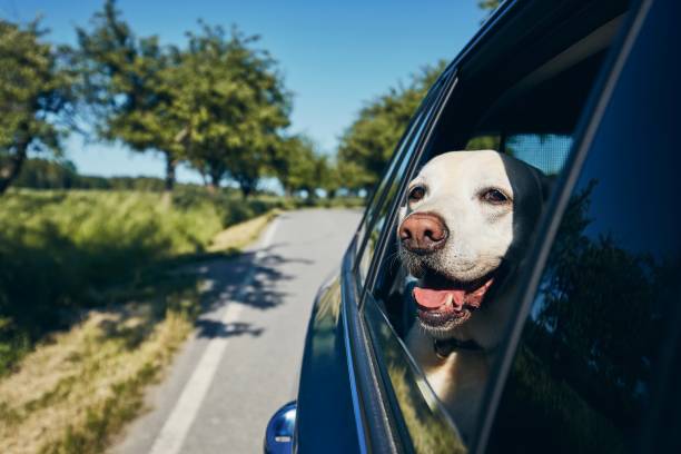 istock Happy dog travel by car 1277321583