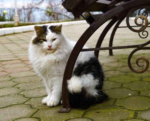 istock Portrait of a fluffy cat that sits under a bench 1277321752