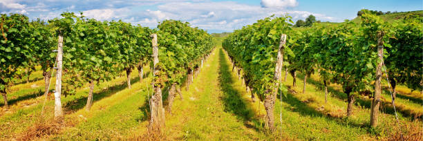 istock Panorama of vine stocks in a vineyard 1277321872
