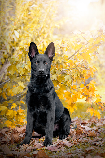 black German shepherd dog sits in front of a tree with colorful autumn leaves and looks into the camera.