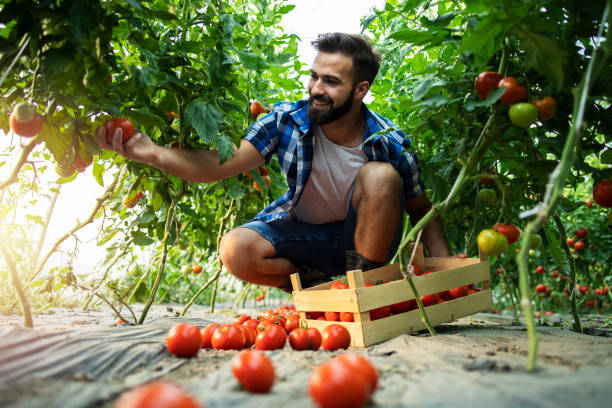 istock Young farmer entrepreneur growing and producing fresh organic vegetables. Worker picking up tomatoes and preparing for market sale. 1277322868