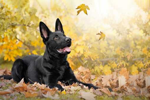 Dog, German shepherd, black lies in colorful autumn leaves and observes falling leaves.