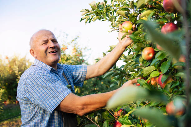 istock Senior man enjoys working in apple fruit orchard. 1277323173