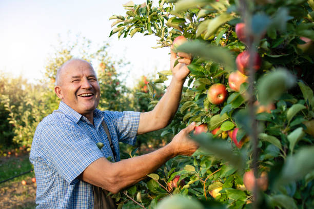 istock Portrait of senior farmer working in apple fruit orchard. 1277323330