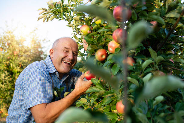 istock Farmer enjoys picking apple fruit in orchard. 1277324165