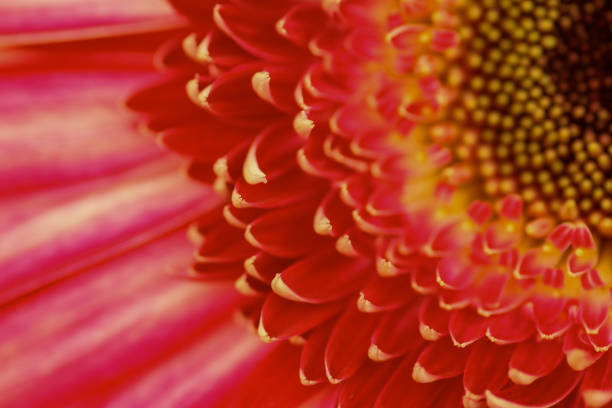 A close up of a Barberton daisy flower. The image only show part of the flowerhead.