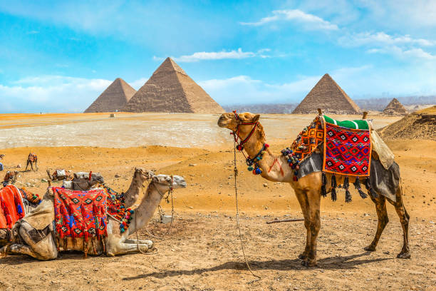 istock Camel family in Giza 1277327794
