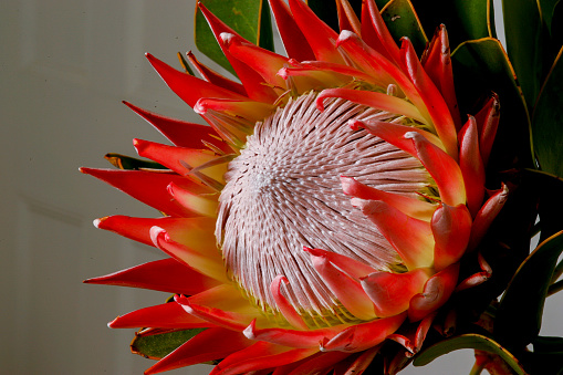 A close up of a king protea shot in studio