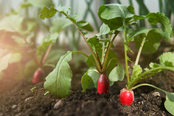 istock Red fresh radish growing from the ground, closeup. 1277329603