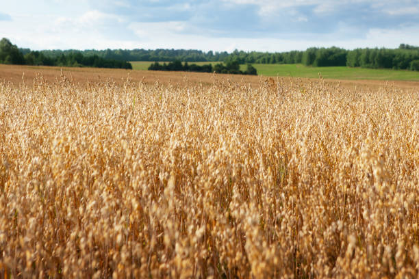 Oat cereal fields with blue sky on a sunny summer day before harvest.