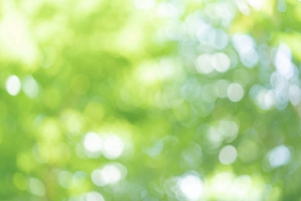 istock Abstract blur green color for background blurred and focused effect spring concept for design 1277330192