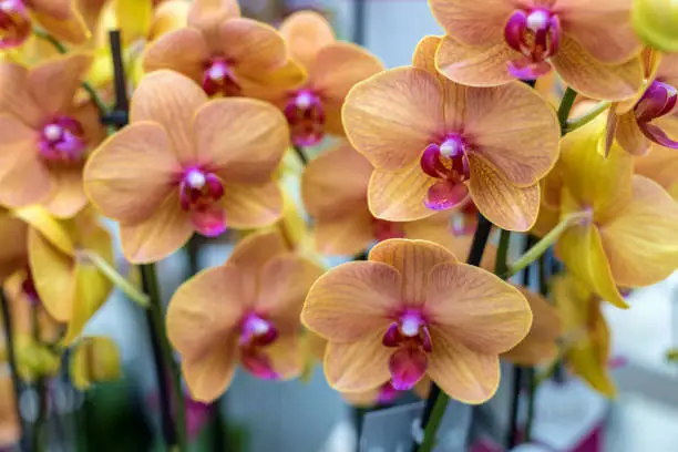 Photo of Yellow and pink orchids on a blurred floral background, selective focus.