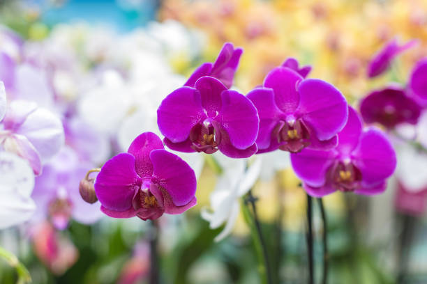 istock Group of purple orchids on blurred multicolored floral background, selective focus. Natural bright floral background for the designer. 1277331489