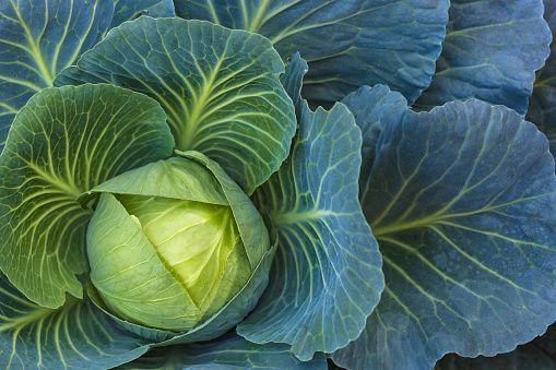 High angle view of a head of cabbage in a leaf, in the garden