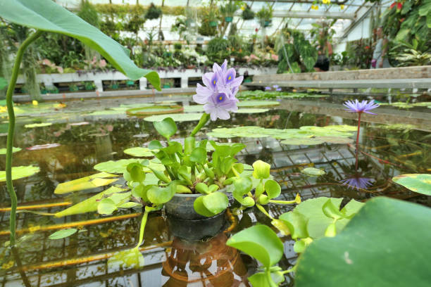 Water hyacinth growing in the pond in botanical garden glasshouse.
