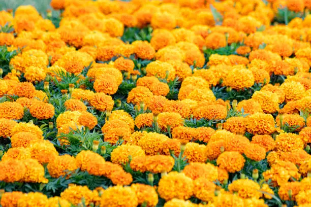 Tagetes erecta, the Mexican marigold or Aztec marigold is a species of the genus Tagetes native to Mexico.