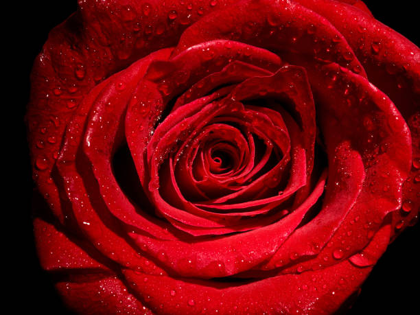 istock flower rose petal blossom red nature beautiful background 1277333046