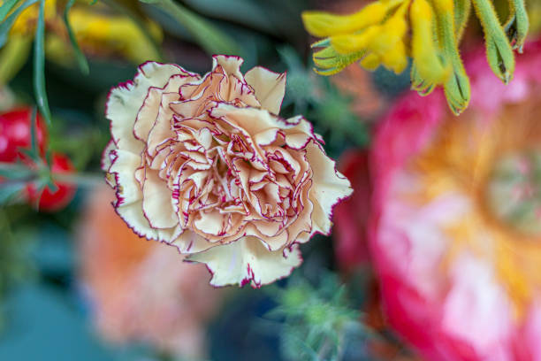 wegding si abbassa - flower head bouquet built structure carnation foto e immagini stock