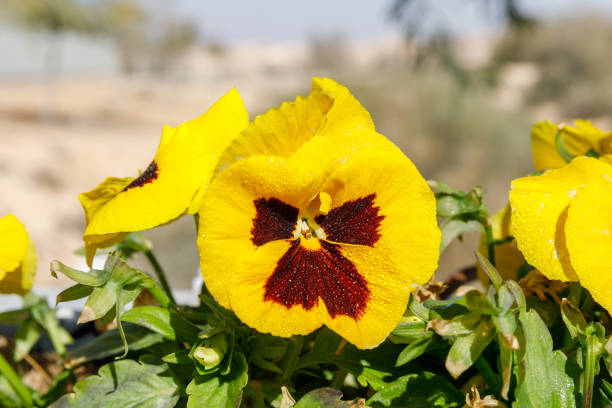Close-up view of one yellow with brown center pansy flower with dew