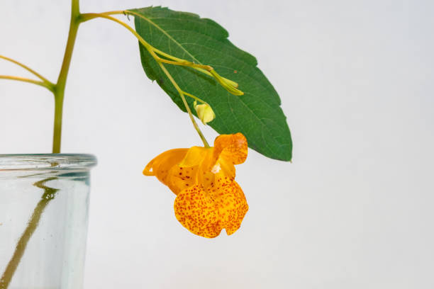 Jewelweed (Impatiens capensis, orange balsam) flower and leaf in glass on a white background