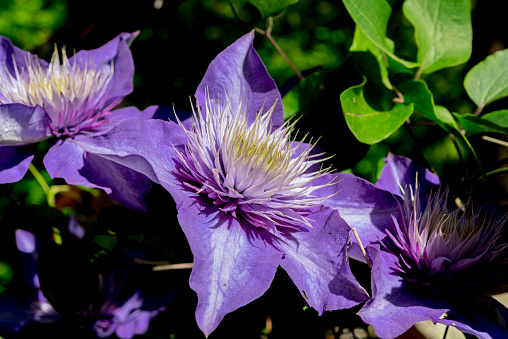 Flowering Purple Clematis