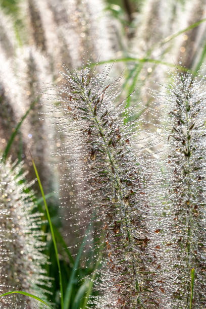 istock Tall grasses covered in morning dew 1277336082