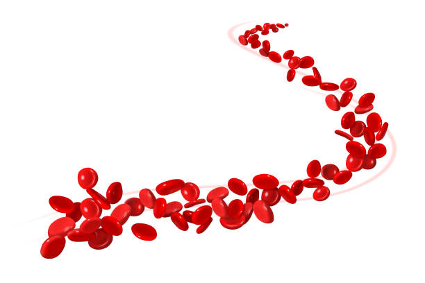 czerwone krwinki przepływające przez tętnicę na białym tle. ilustracja wektorowa - red blood cell obrazy stock illustrations