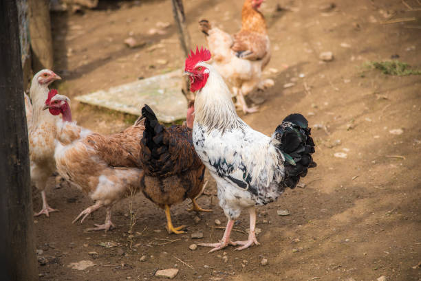 istock Farm life, chickens. hens, rooster 1277339034