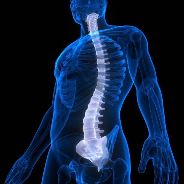 istock Spinal Cord Vertebral Column of Human Skeleton System Anatomy 1277340909