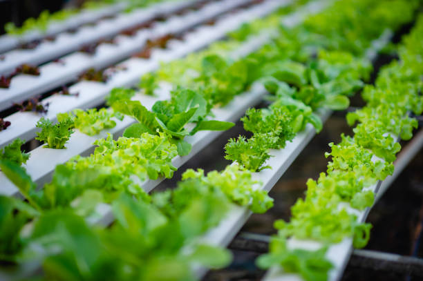 istock Organic vegetable salad garden 1277341026