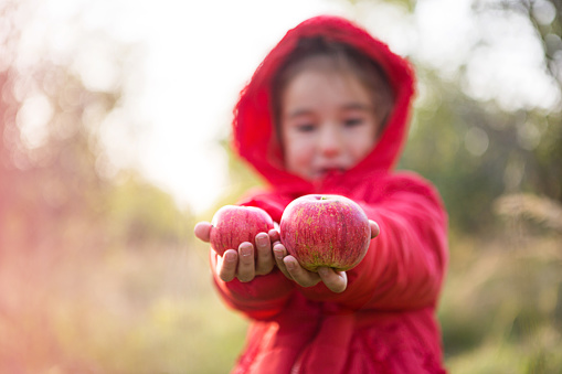 A little girl in a red jacket with a hood holds out apples in her hands. Autumn harvest festival, thanksgiving, orchard, vitamins. Space for text