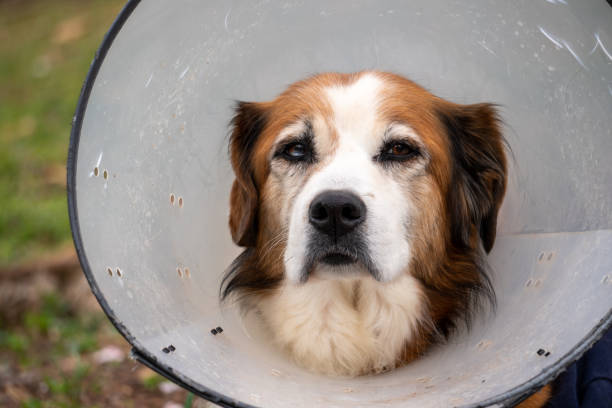 istock Dignified old dog wearing a cone collar 1277341394