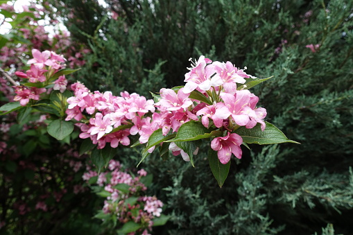 Fully opened pink flowers of Weigela florida in May