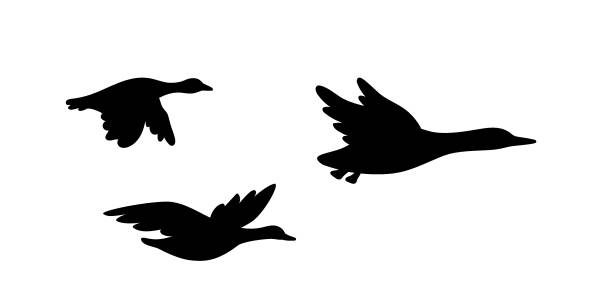 Canadian Goose Illustrations, Royalty-Free Vector Graphics & Clip Art -  iStock