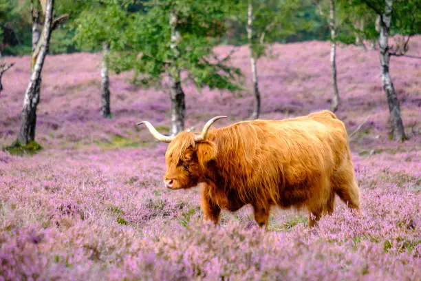 Scottish Highland cattle in a blooming heather field during a summer day in the Veluwe nature reserve in Gelderland, The Netherlands.