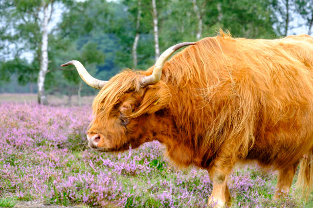 istock Scottish Highland cattle in a blooming heather field during a summer day 1277343519