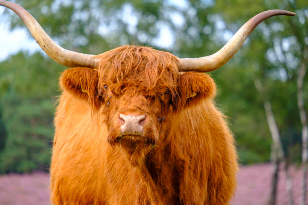 istock Scottish Highland cattle in a blooming heather field during a summer day 1277343544