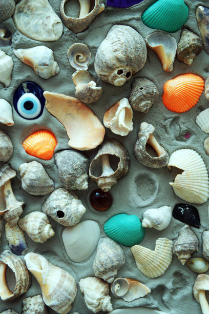 istock sea shells glued to concrete 1277343591